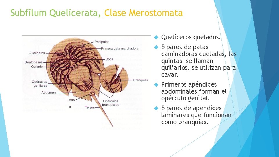 Subfilum Quelicerata, Clase Merostomata Quelíceros quelados. 5 pares de patas caminadoras queladas, las quintas