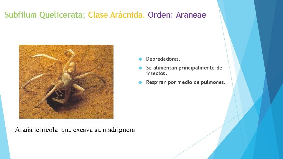 Subfilum Quelicerata; Clase Arácnida. Orden: Araneae Araña terrícola que excava su madriguera Depredadoras. Se