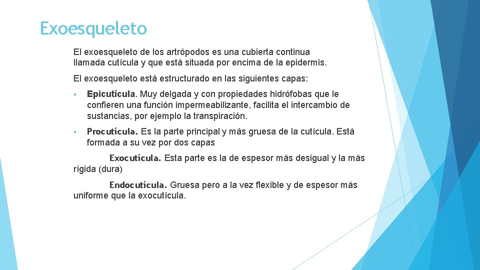 Exoesqueleto El exoesqueleto de los artrópodos es una cubierta continua llamada cutícula y que