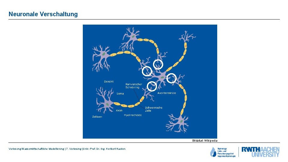 Neuronale Verschaltung Bildzitat: Wikipedia Vorlesung Wasserwirtschaftliche Modellierung | 7. Vorlesung |Univ. -Prof. Dr. -Ing.