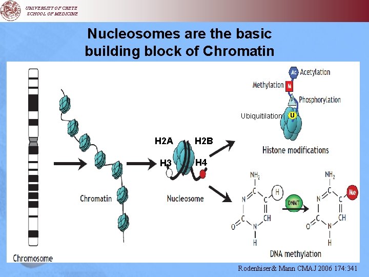 UNIVERSITY OF CRETE SCHOOL OF MEDICINE Nucleosomes are the basic building block of Chromatin