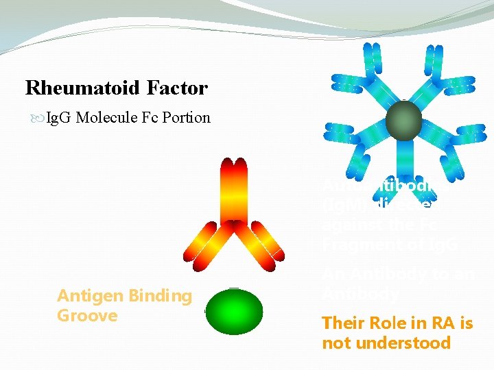 Rheumatoid Factor Ig. G Molecule Fc Portion Autoantibodies (Ig. M) directed against the Fc