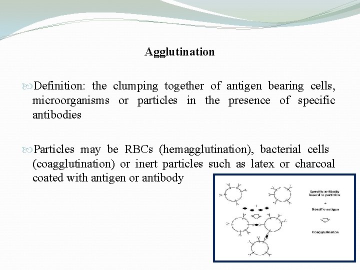 Agglutination Definition: the clumping together of antigen bearing cells, microorganisms or particles in the Agglutination Definition: the clumping together of antigen bearing cells, microorganisms or particles in the