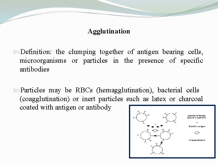 Agglutination Definition: the clumping together of antigen bearing cells, microorganisms or particles in the