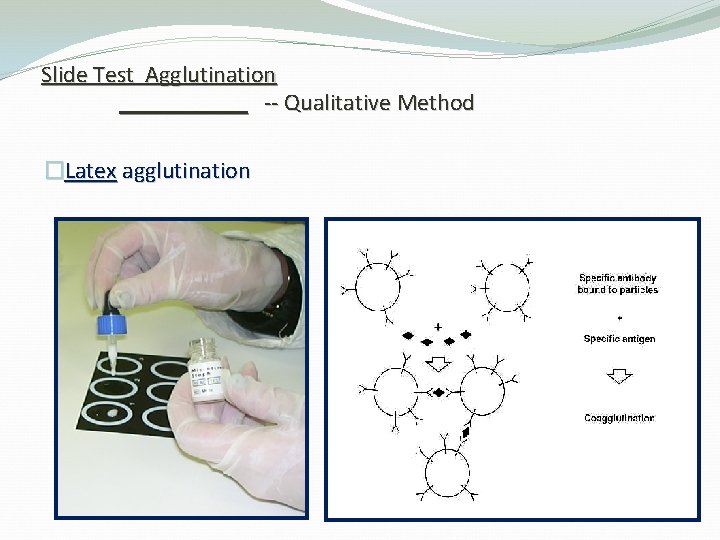 Slide Test Agglutination -- Qualitative Method �Latex agglutination 