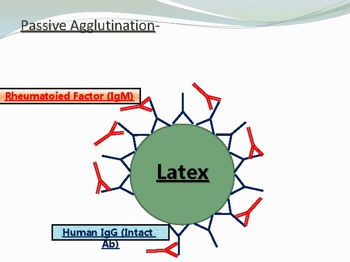 Passive Agglutination- Rheumatoied Factor (Ig. M) Latex Human Ig. G (Intact Ab) 