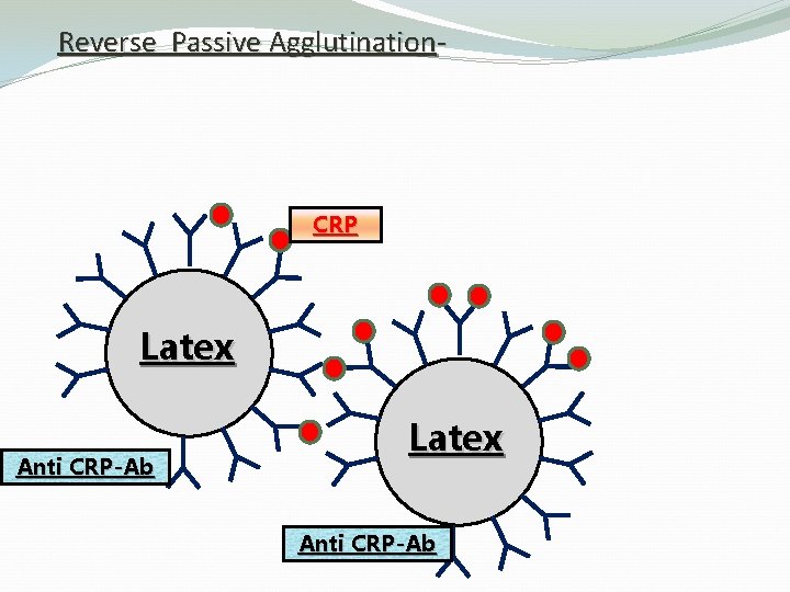 Reverse Passive Agglutination- CRP Latex Anti CRP-Ab 