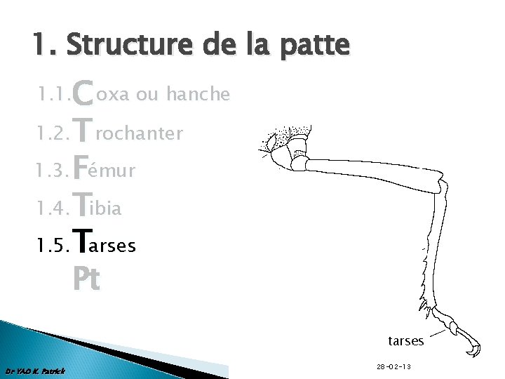 1. Structure de la patte C oxa ou hanche 1. 2. T rochanter 1.
