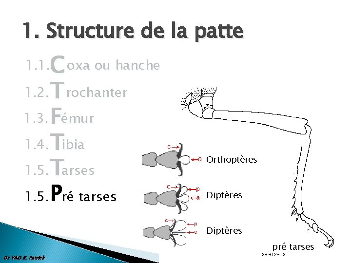 1. Structure de la patte C oxa ou hanche 1. 2. T rochanter 1.