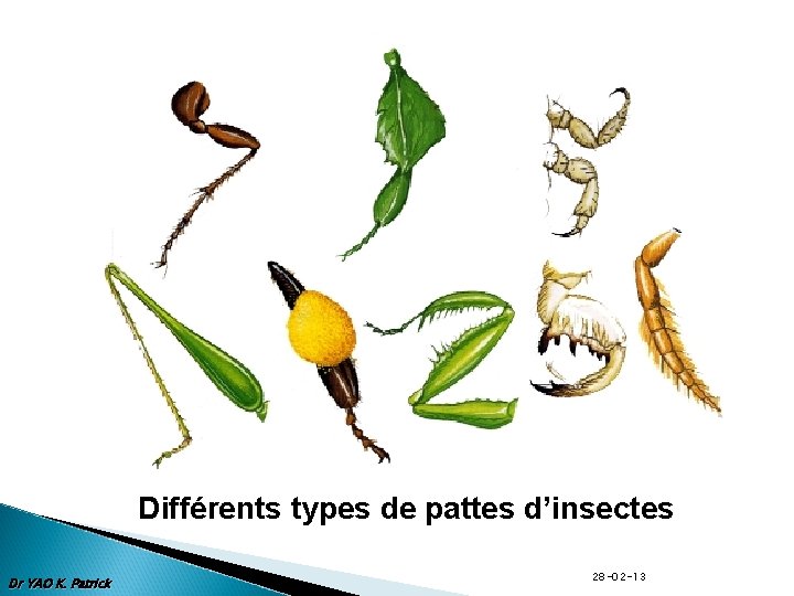 Différents types de pattes d’insectes Dr YAO K. Patrick 28 -02 -13 