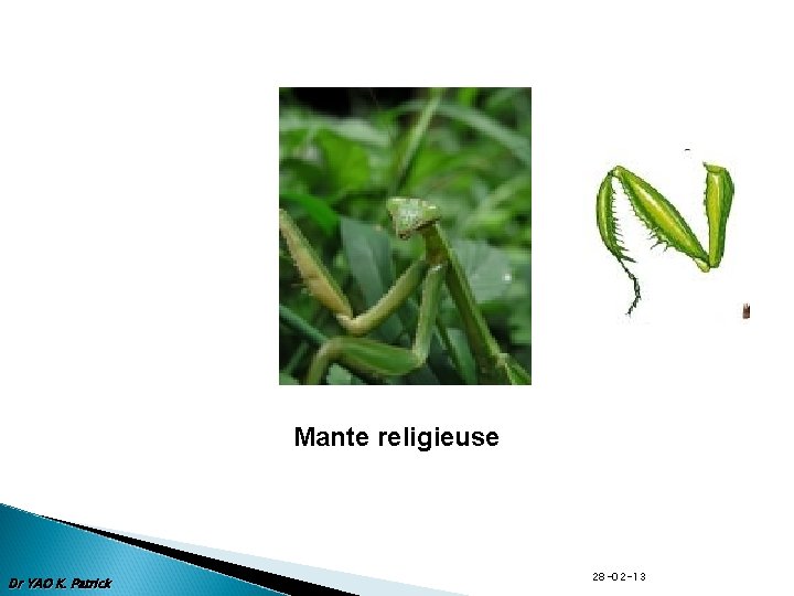 Mante religieuse Dr YAO K. Patrick 28 -02 -13 