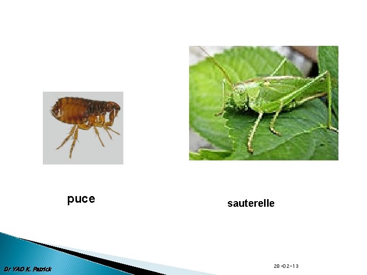 puce Dr YAO K. Patrick sauterelle 28 -02 -13 