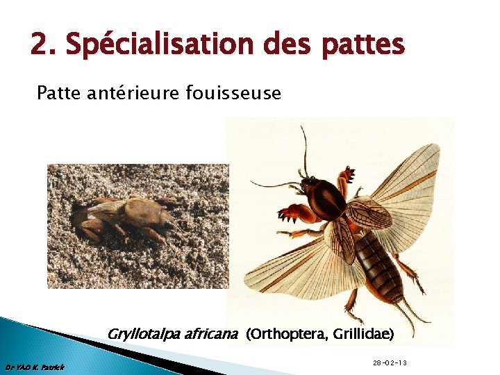 2. Spécialisation des pattes Patte antérieure fouisseuse Gryllotalpa africana (Orthoptera, Grillidae) Dr YAO K.