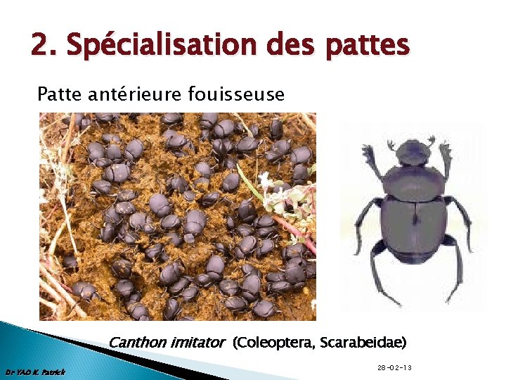 2. Spécialisation des pattes Patte antérieure fouisseuse Canthon imitator (Coleoptera, Scarabeidae) Dr YAO K.