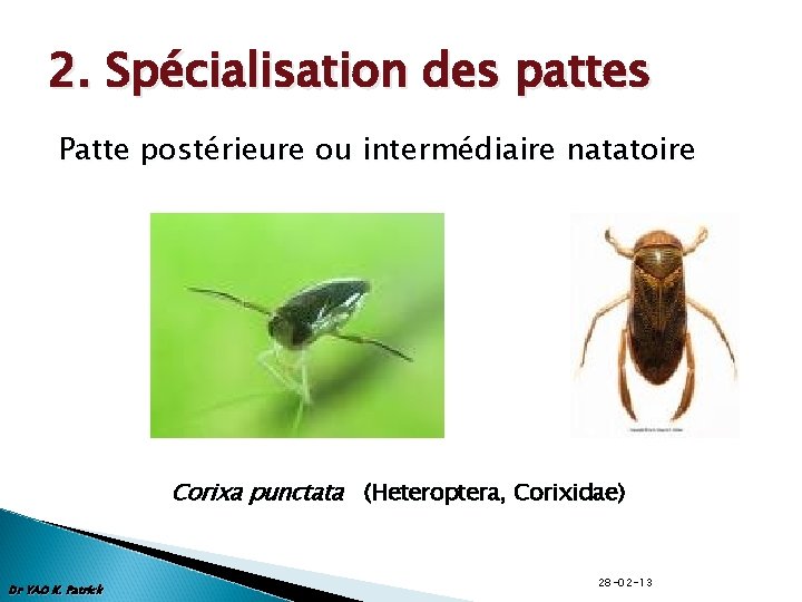 2. Spécialisation des pattes Patte postérieure ou intermédiaire natatoire Corixa punctata (Heteroptera, Corixidae) Dr