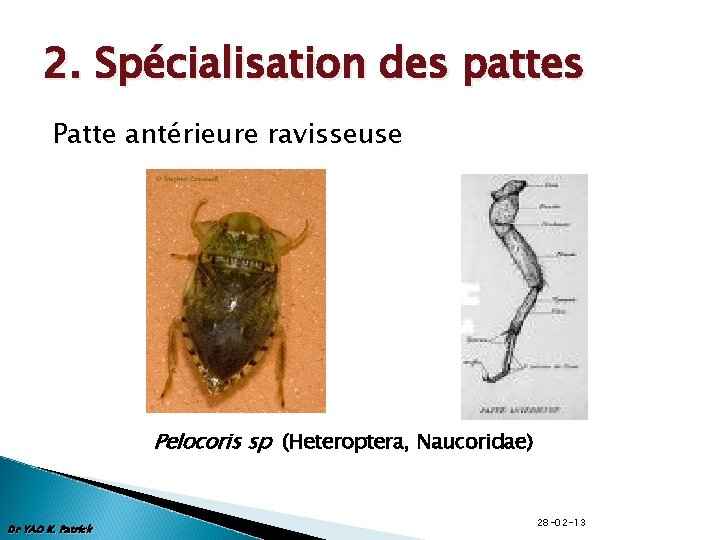 2. Spécialisation des pattes Patte antérieure ravisseuse Pelocoris sp (Heteroptera, Naucoridae) Dr YAO K.