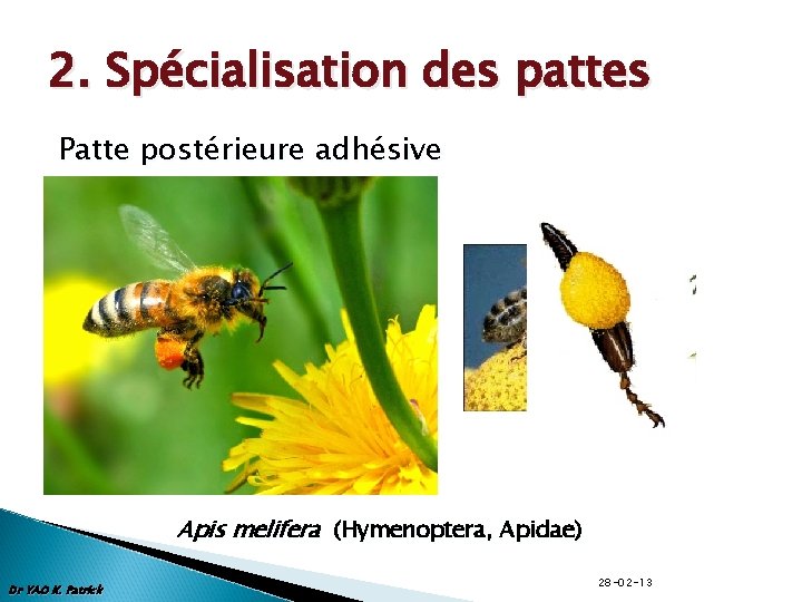 2. Spécialisation des pattes Patte postérieure adhésive Apis melifera (Hymenoptera, Apidae) Dr YAO K.