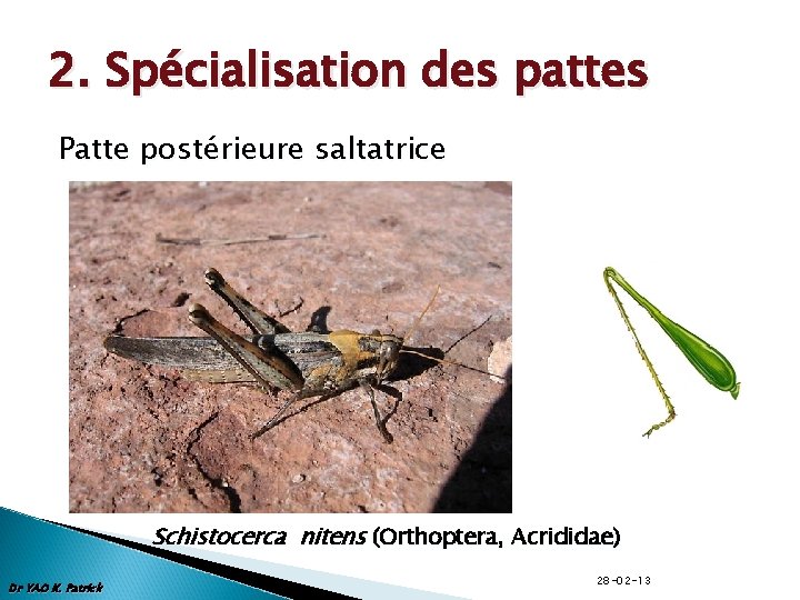 2. Spécialisation des pattes Patte postérieure saltatrice Schistocerca nitens (Orthoptera, Acrididae) Dr YAO K.