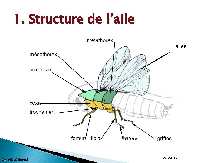 1. Structure de l’ailes Dr YAO K. Patrick 28 -02 -13 