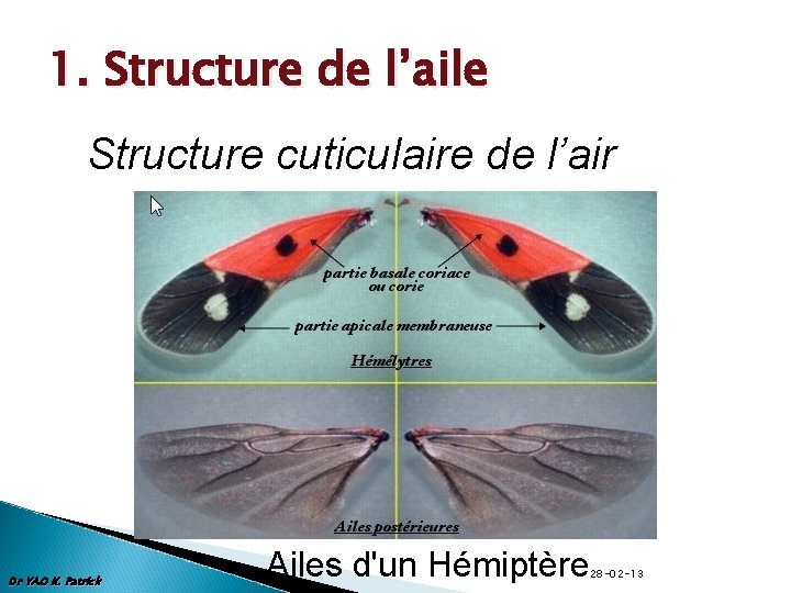 1. Structure de l’aile Structure cuticulaire de l’air Dr YAO K. Patrick Ailes d'un