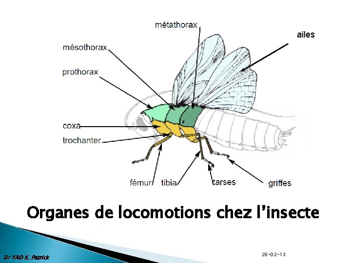 ailes Organes de locomotions chez l’insecte Dr YAO K. Patrick 28 -02 -13 