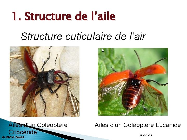 1. Structure de l’aile Structure cuticulaire de l’air Ailes d'un Coléoptère Criocèride Dr YAO