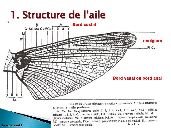 1. Structure de l’aile Bord costal remigium Bord vanal ou bord anal Dr YAO