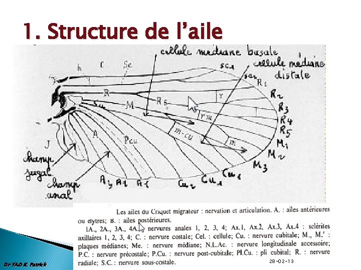 1. Structure de l’aile Dr YAO K. Patrick 28 -02 -13 