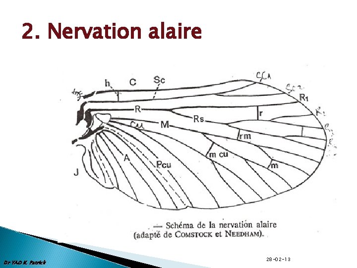 2. Nervation alaire Dr YAO K. Patrick 28 -02 -13 