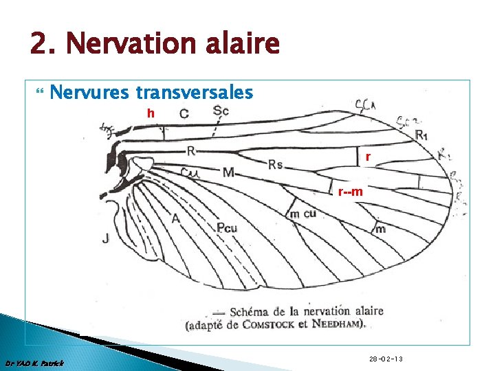 2. Nervation alaire Nervures transversales h r r--m Dr YAO K. Patrick 28 -02