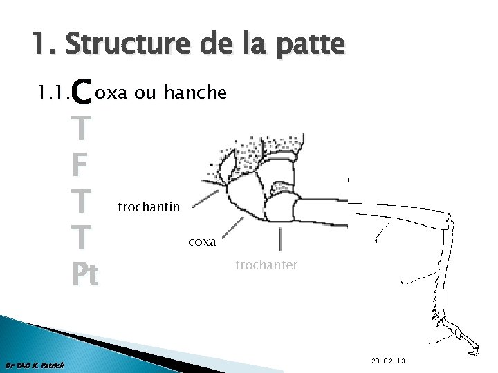 1. Structure de la patte C oxa ou hanche T F T trochantin coxa