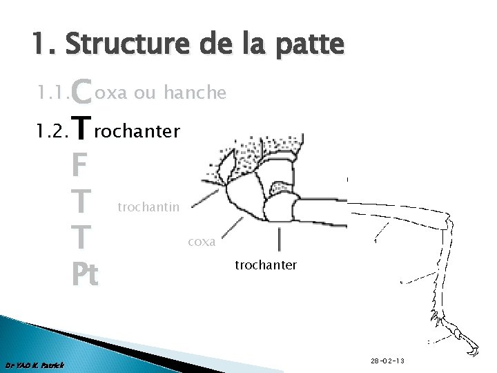 1. Structure de la patte C oxa ou hanche 1. 2. T rochanter F