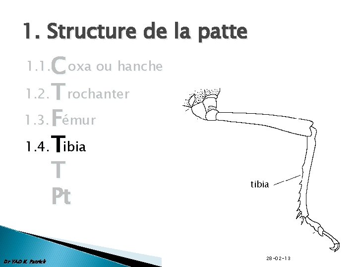 1. Structure de la patte C oxa ou hanche 1. 2. T rochanter 1.