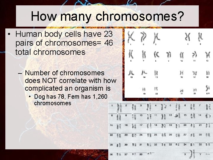 How many chromosomes? • Human body cells have 23 pairs of chromosomes= 46 total