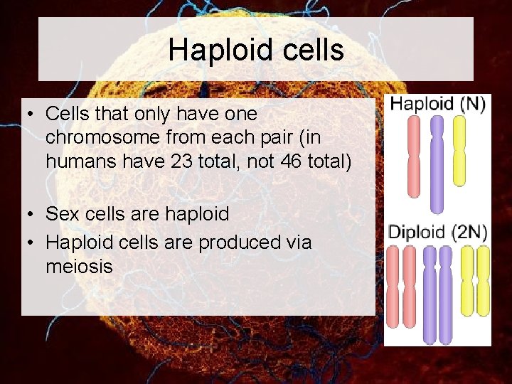 Haploid cells • Cells that only have one chromosome from each pair (in humans