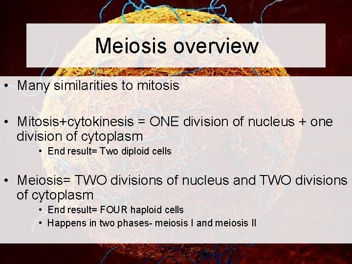 Meiosis overview • Many similarities to mitosis • Mitosis+cytokinesis = ONE division of nucleus