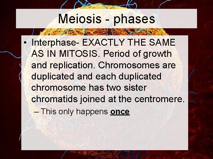 Meiosis - phases • Interphase- EXACTLY THE SAME AS IN MITOSIS. Period of growth