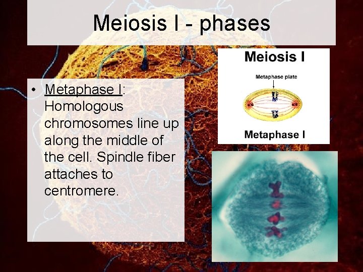 Meiosis I - phases • Metaphase I: Homologous chromosomes line up along the middle
