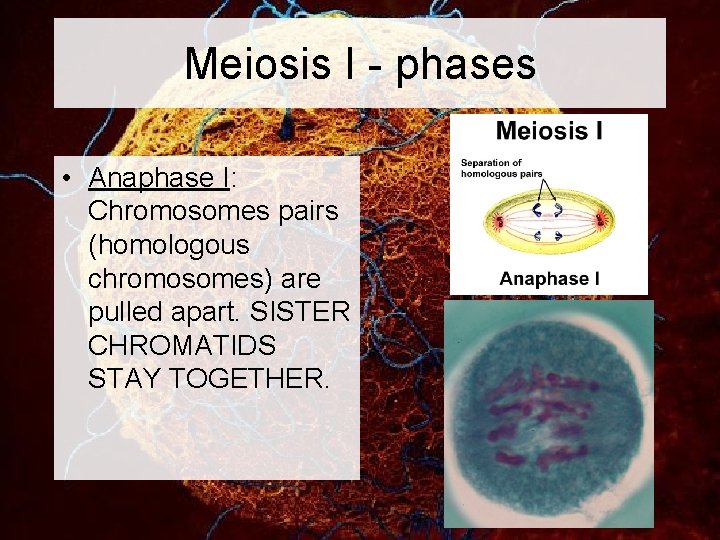 Meiosis I - phases • Anaphase I: Chromosomes pairs (homologous chromosomes) are pulled apart.