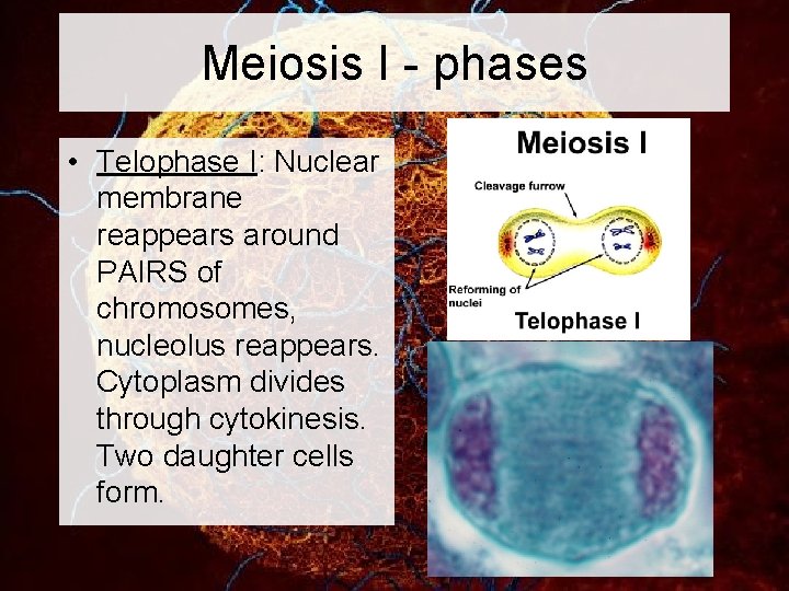 Meiosis I - phases • Telophase I: Nuclear membrane reappears around PAIRS of chromosomes,