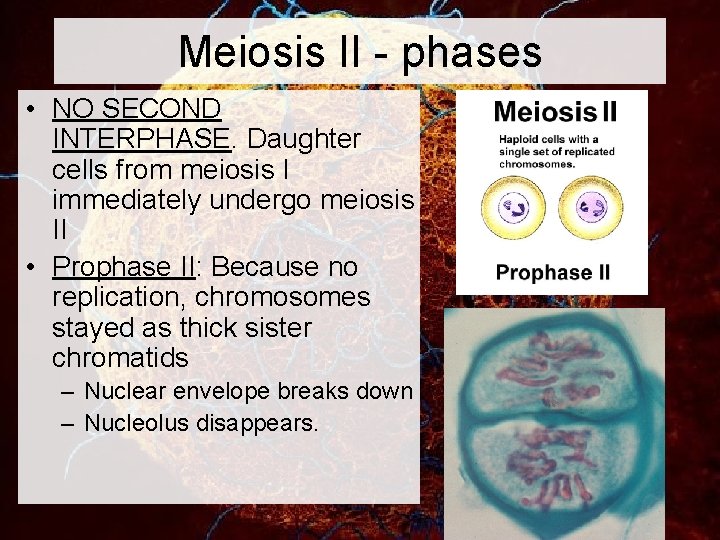 Meiosis II - phases • NO SECOND INTERPHASE. Daughter cells from meiosis I immediately