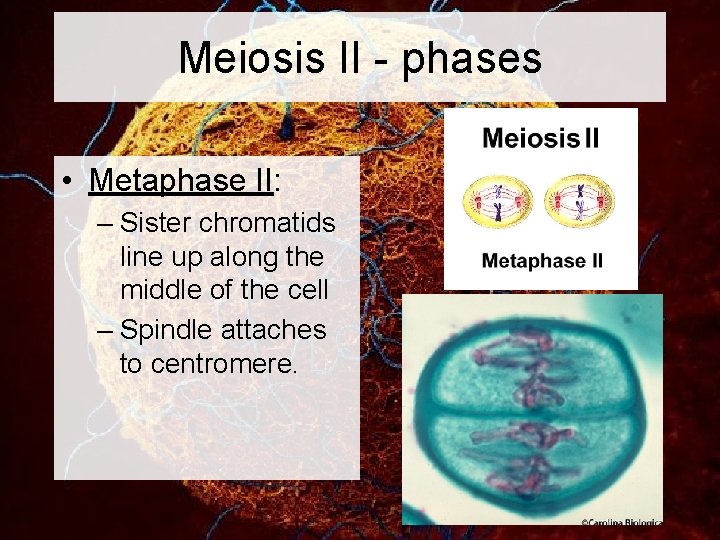 Meiosis II - phases • Metaphase II: – Sister chromatids line up along the