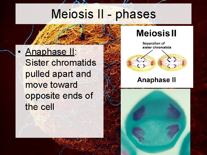 Meiosis II - phases • Anaphase II: Sister chromatids pulled apart and move toward