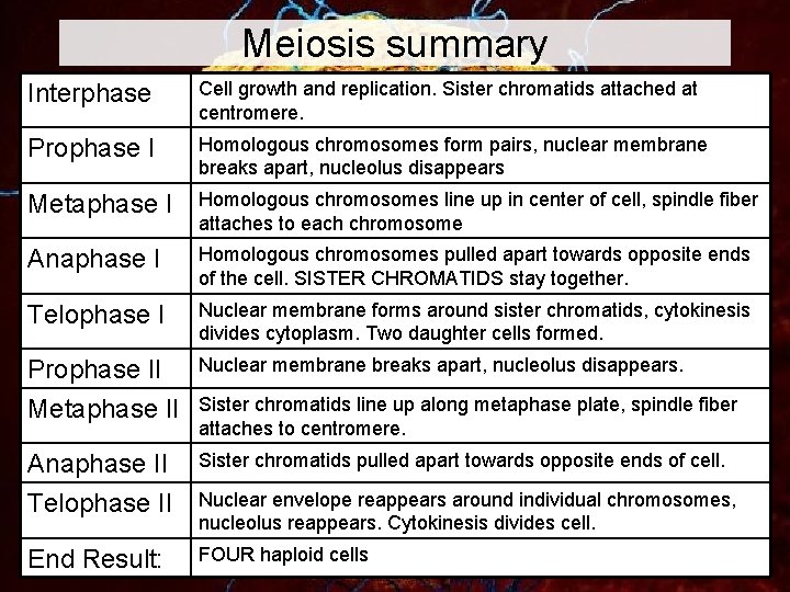 Meiosis summary Interphase Cell growth and replication. Sister chromatids attached at centromere. Prophase I