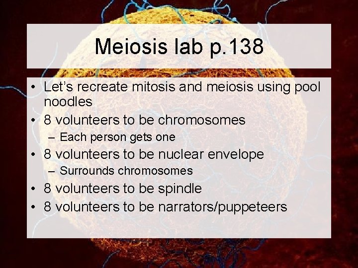 Meiosis lab p. 138 • Let’s recreate mitosis and meiosis using pool noodles •