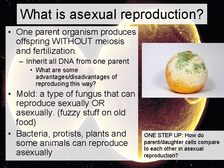 What is asexual reproduction? • One parent organism produces offspring WITHOUT meiosis and fertilization.