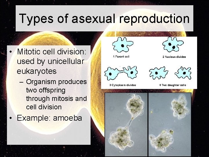 Types of asexual reproduction • Mitotic cell division: used by unicellular eukaryotes – Organism