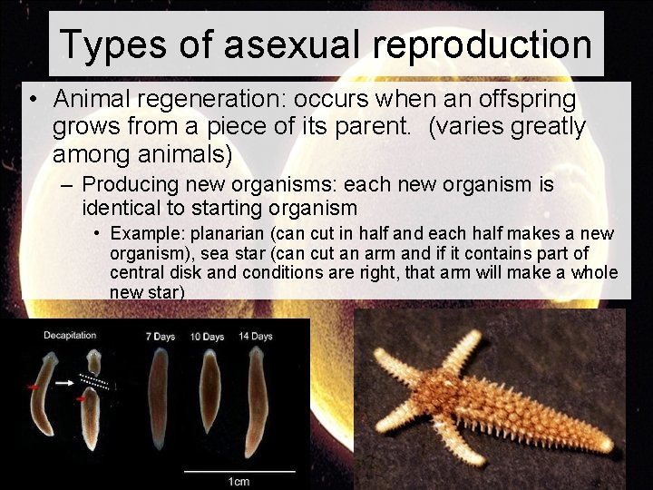 Types of asexual reproduction • Animal regeneration: occurs when an offspring grows from a