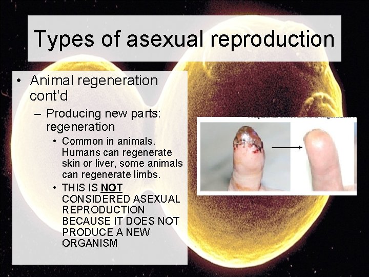 Types of asexual reproduction • Animal regeneration cont’d – Producing new parts: regeneration •