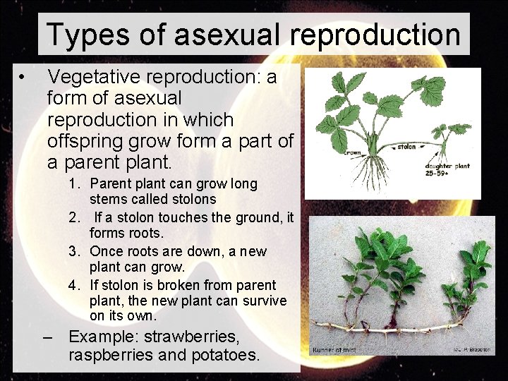 Types of asexual reproduction • Vegetative reproduction: a form of asexual reproduction in which